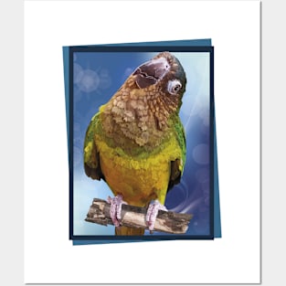 The brown-throated parakeet Posters and Art